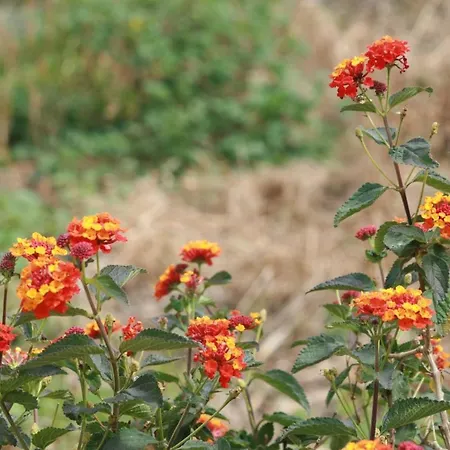 Bucare, Finca Jardin Del Rincon Barreto דירה *
